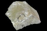 Unprepared, Forked Walliserops Trilobite - Foum Zguid, Morocco #106883-7